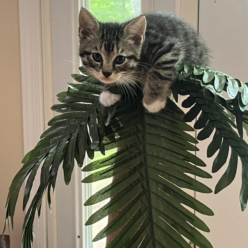 A baby small-sized male Tabby (Brown / Chocolate) Domestic Short Hair cat named Obsidian for adoption in Indianapolis, IN