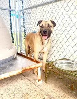 A young medium-sized male Apricot / Beige Black Mouth Cur dog named Jaxs C for adoption in Nassau Bay, TX