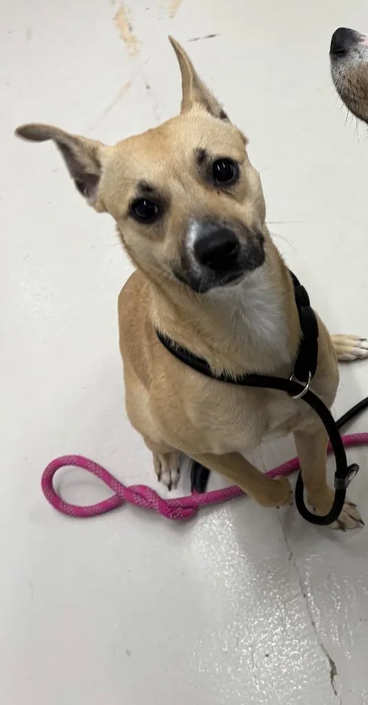 A young medium-sized female Hound dog named Matcha for adoption in Findlay, OH