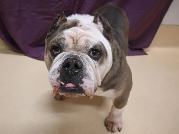 An adult extra large-sized male English Bulldog dog named Eddie for adoption in Portland, OR