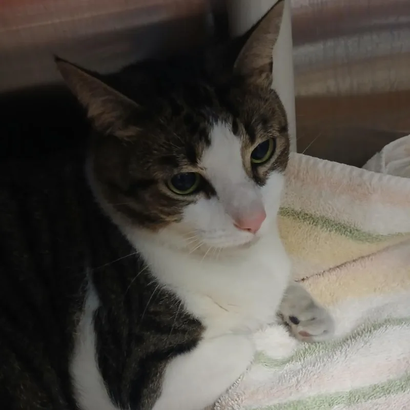 An adult extra large-sized female White Domestic Short Hair cat named Michelle for adoption in Philadelphia, PA