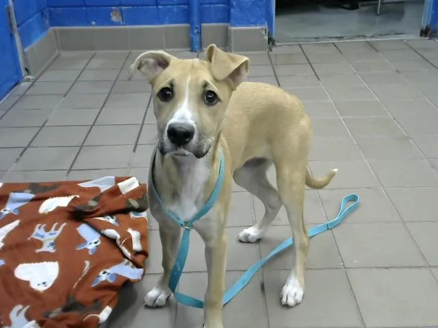 A baby small-sized female Australian Cattle Dog / Blue Heeler dog named Riley for adoption in Albuquerque, NM
