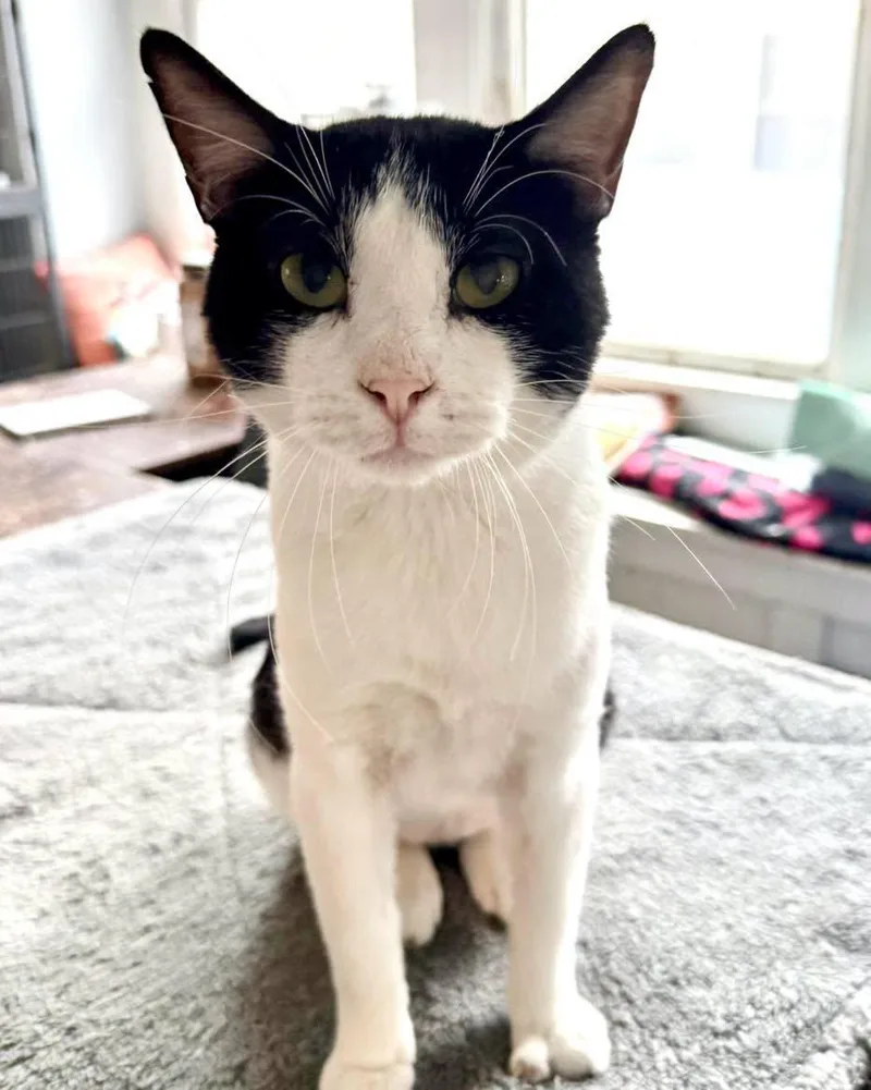 An adult large-sized male Black & White / Tuxedo Domestic Short Hair cat named Gatsby for adoption in Shreveport, LA
