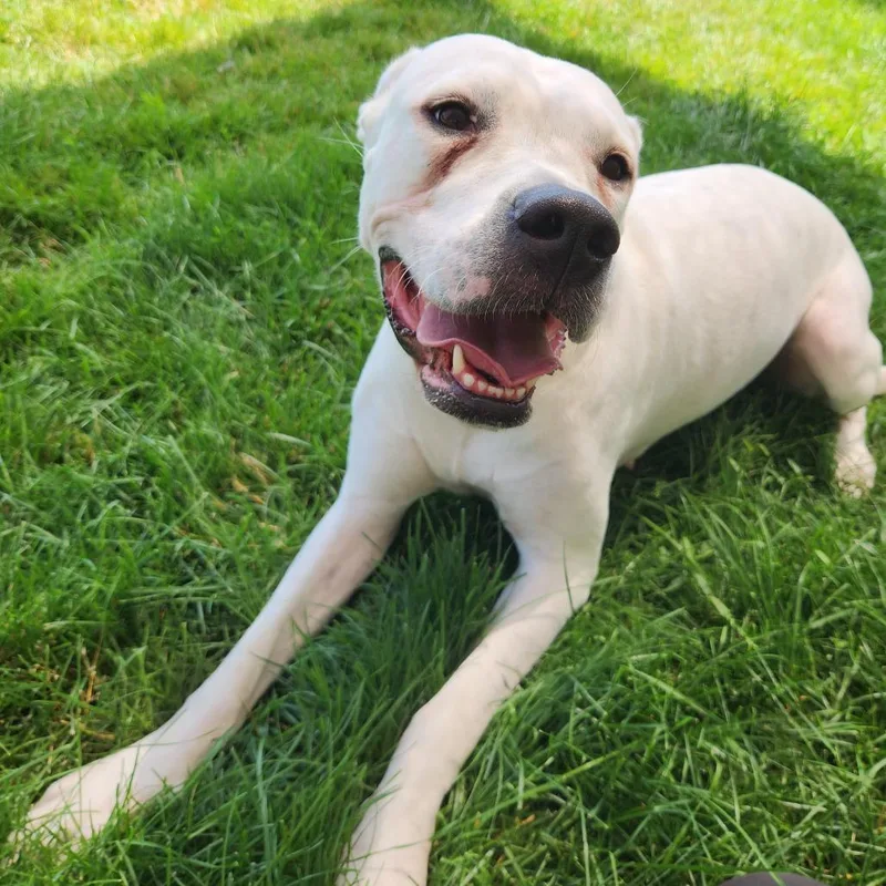 An adult large-sized female White / Cream Dogo Argentino dog named Ivori for adoption in Fort Wayne, IN