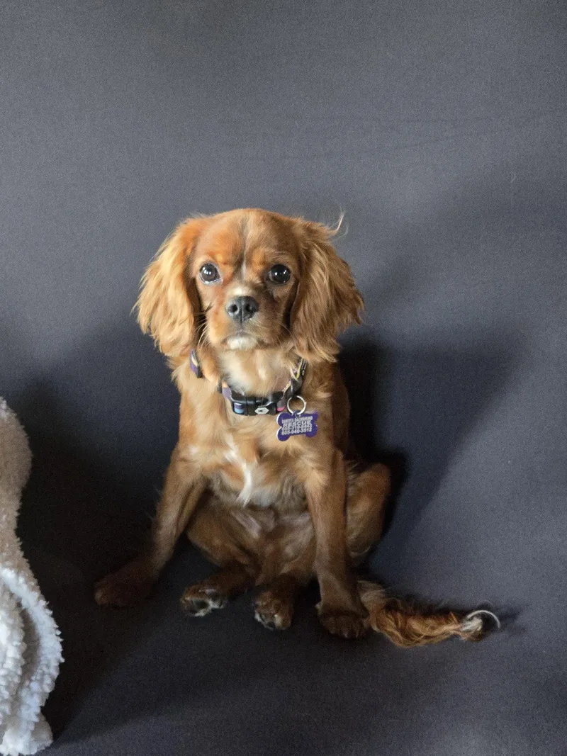 A young small-sized male Cavalier King Charles Spaniel dog named Chester for adoption in Sioux Falls, SD