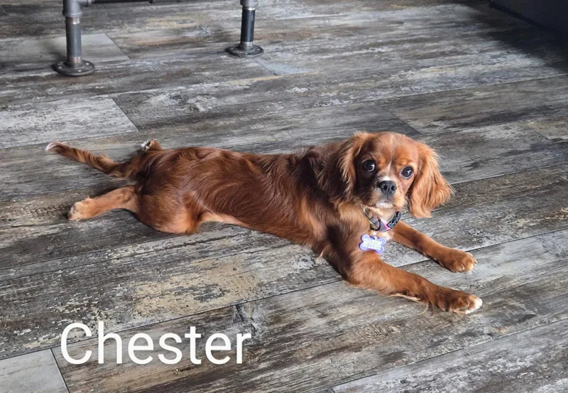 Chester thumbnail 2
