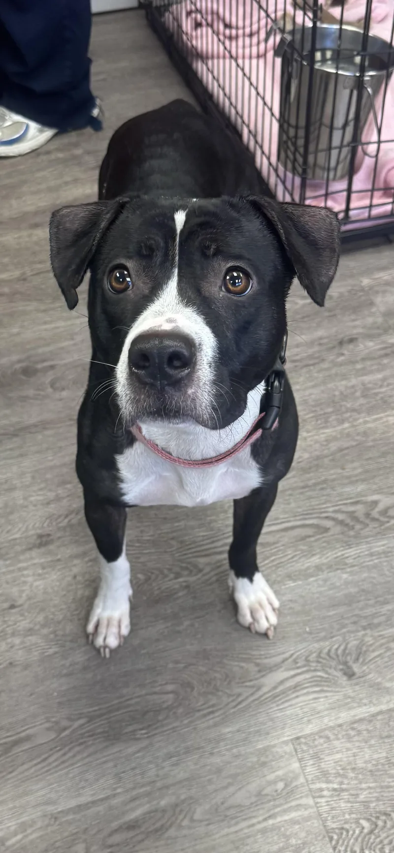A young medium-sized female Boxer dog named Lotto for adoption in Newburgh, NY