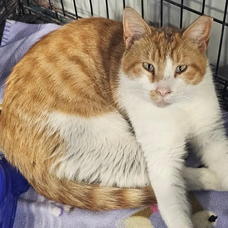 An adult small-sized male Orange / Red Domestic Short Hair cat named Phil for adoption in Corydon, IN