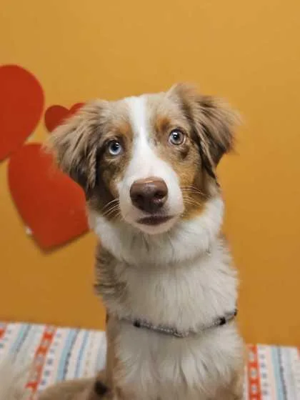 An adult medium-sized male Merle (Red) Australian Shepherd dog named Echo for adoption in Bellingham, WA