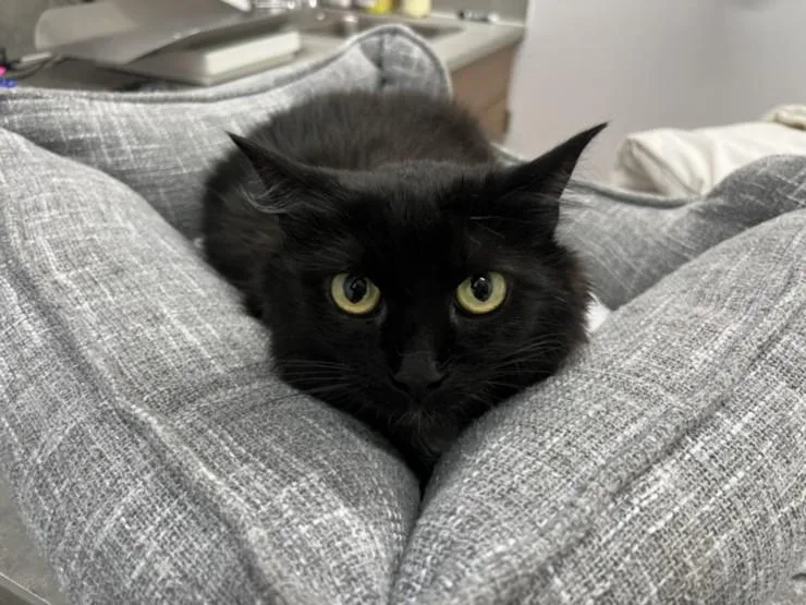 An adult small-sized female Domestic Medium Hair cat named Snickles for adoption in Loveland, CO