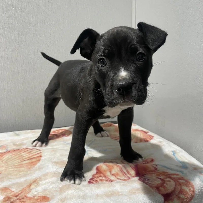 A young medium-sized male Black Terrier dog named Brock for adoption in Tampa, FL