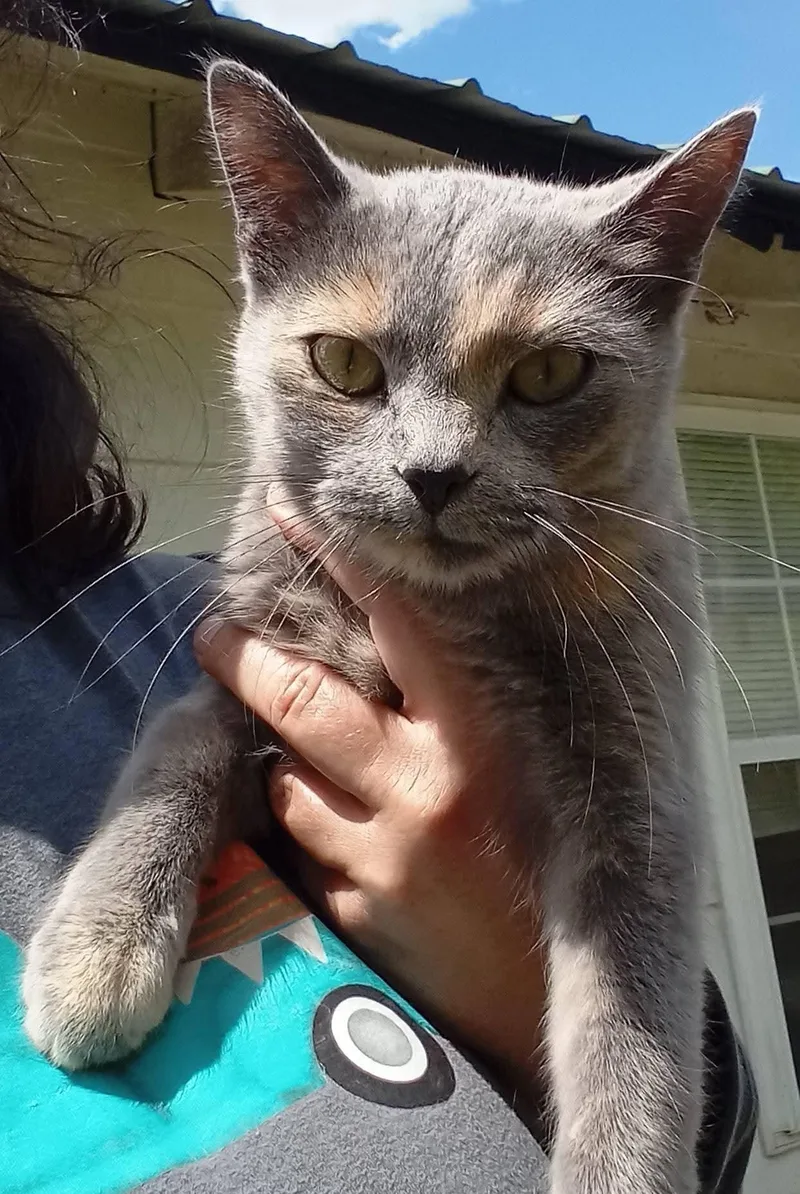 A young medium-sized female Dilute Tortoiseshell Domestic Short Hair cat named Anna for adoption in Salamanca, NY