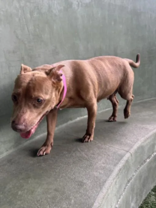A senior small-sized female American Staffordshire Terrier dog named Roxy for adoption in Van Nuys, CA