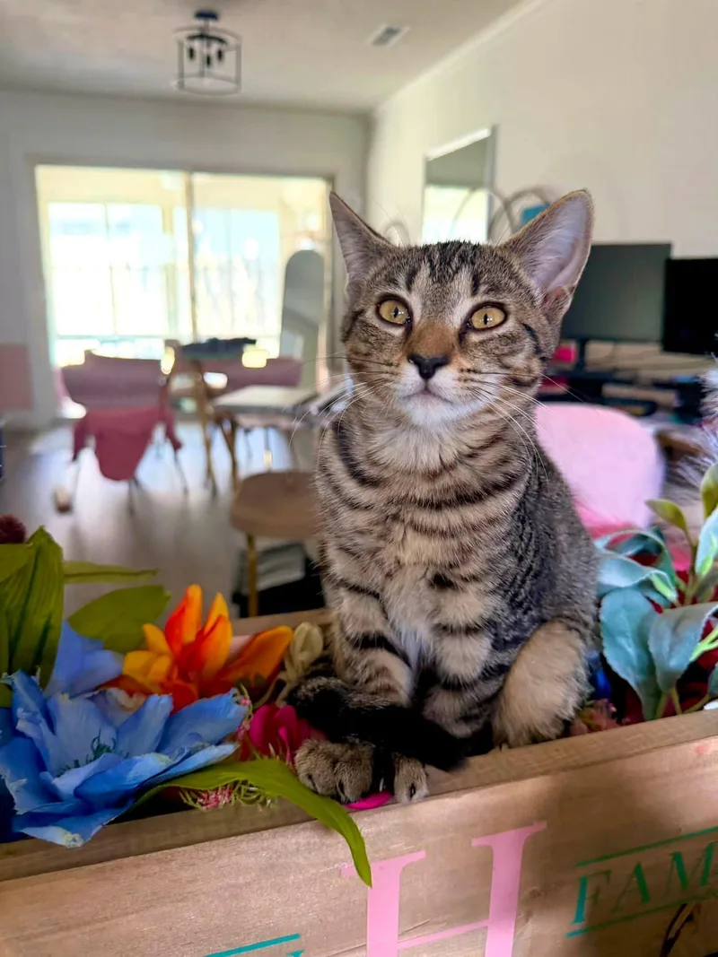 A young medium-sized female Domestic Short Hair cat named Agatha for adoption in Wilmington, NC