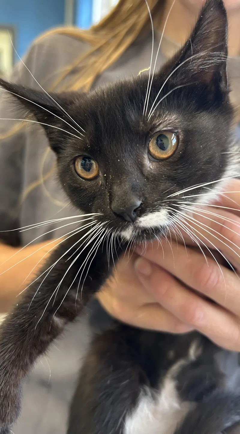 A young medium-sized female Black & White / Tuxedo Tuxedo cat named Gucci for adoption in Lambertville, NJ