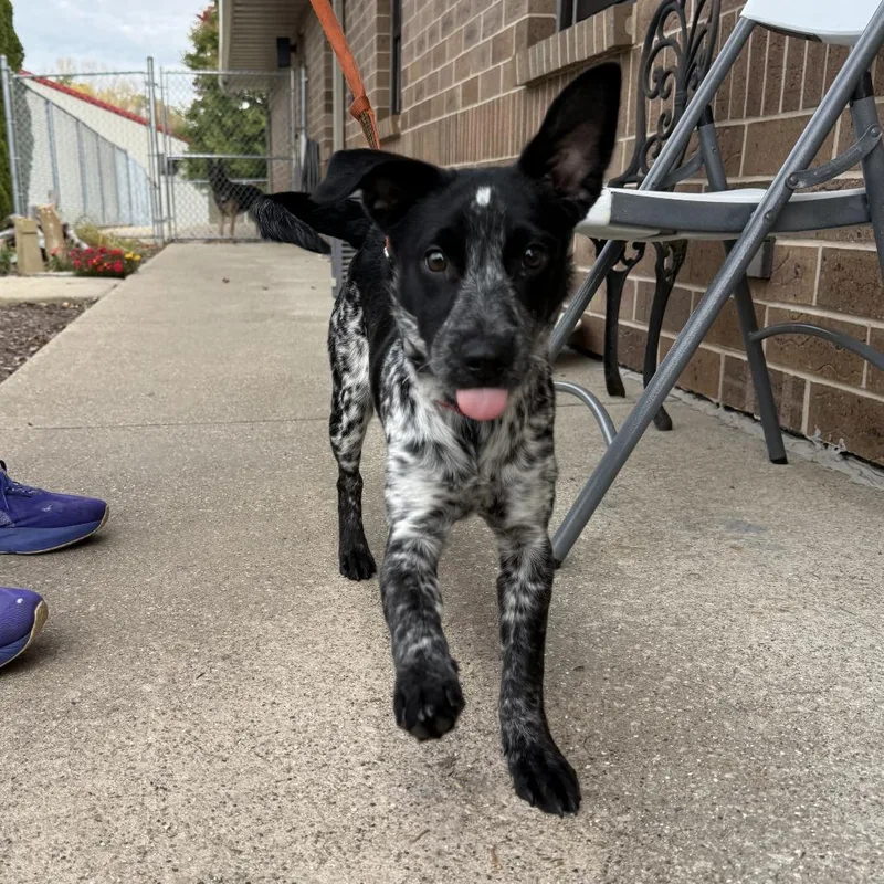 A young small-sized male Black Border Collie dog named Able for adoption in Dixon, IL