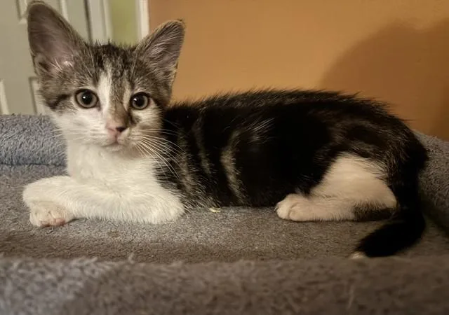 A baby small-sized male Domestic Short Hair cat named Shrimp Sandwich for adoption in Louisville, KY