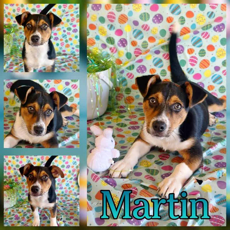Martin