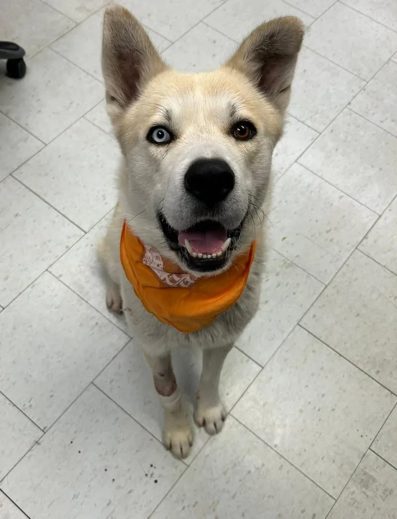 An adult large-sized male White / Cream German Shepherd Dog dog named Spam for adoption in Sonora, CA
