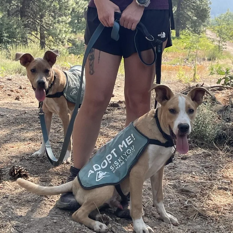 A young medium-sized male Mixed Breed dog named Mr. Wilson for adoption in Reno, NV