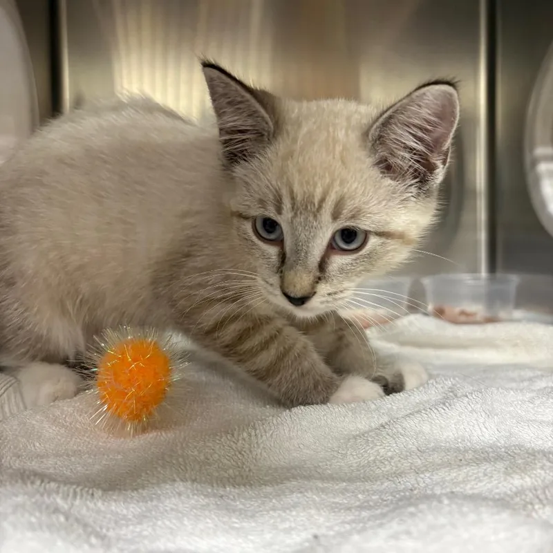 A baby small-sized male Domestic Short Hair cat named Orion for adoption in Milton, FL