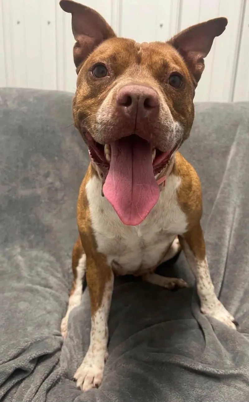 An adult medium-sized female Mixed Breed dog named Rosie for adoption in Davenport, IA