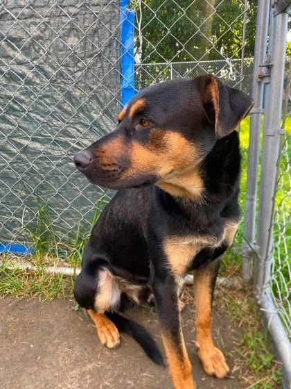 An adult medium-sized male Shepherd dog named Toro for adoption in Hobart, IN