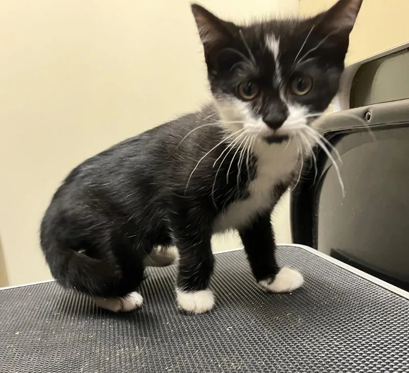 A baby medium-sized female Domestic Short Hair cat named Blinky for adoption in Mount Gilead, NC