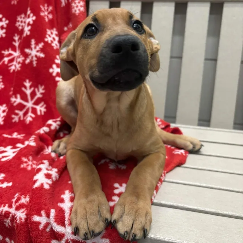 A baby small-sized female Yellow / Tan / Blond / Fawn Black Labrador Retriever dog named Miss Forcible for adoption in Beaumont, TX