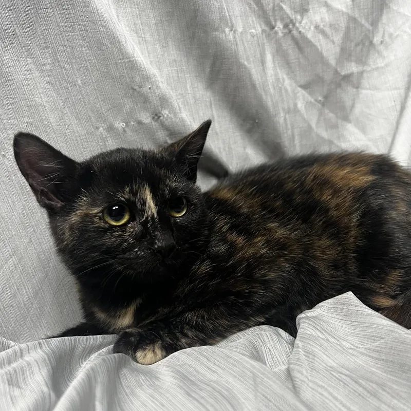 A baby small-sized female Tortoiseshell Domestic Short Hair cat named Hazel for adoption in Raleigh, NC