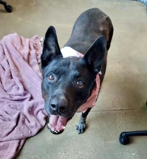 An adult large-sized female Cattle Dog dog named Daisy for adoption in Longview, TX