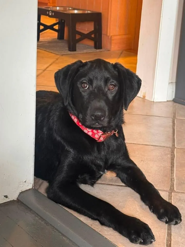 A baby large-sized male Labrador Retriever dog named Lottie for adoption in Berlin, NJ
