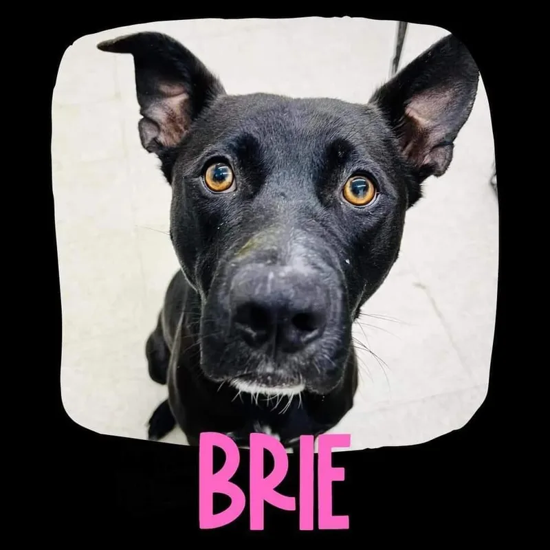 Brie thumbnail 6