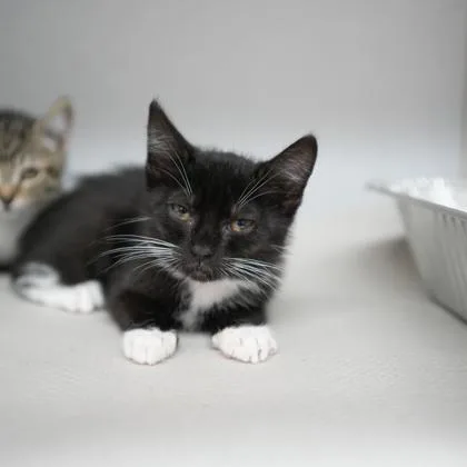 A baby small-sized female Black Domestic Short Hair cat named Shiitake for adoption in Atlanta, GA