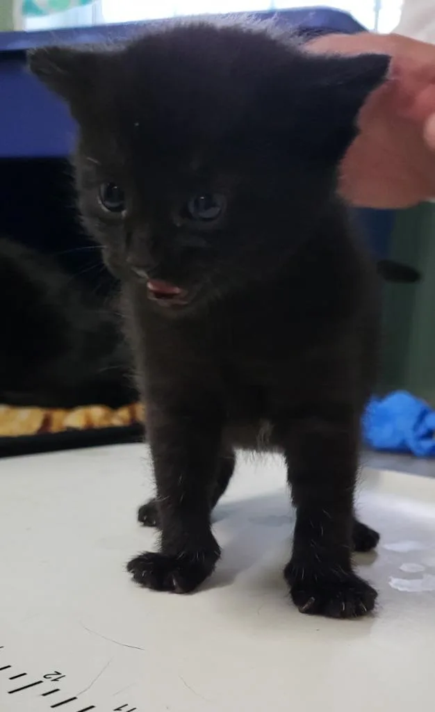 A baby medium-sized female Domestic Short Hair cat named Velvet for adoption in Medford, WI
