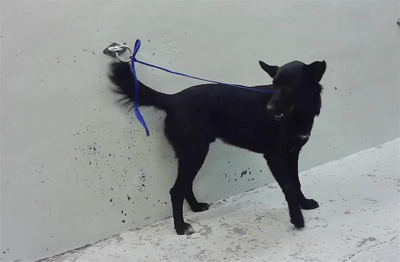 A young medium-sized male German Shepherd Dog dog named Knight for adoption in Houston, TX