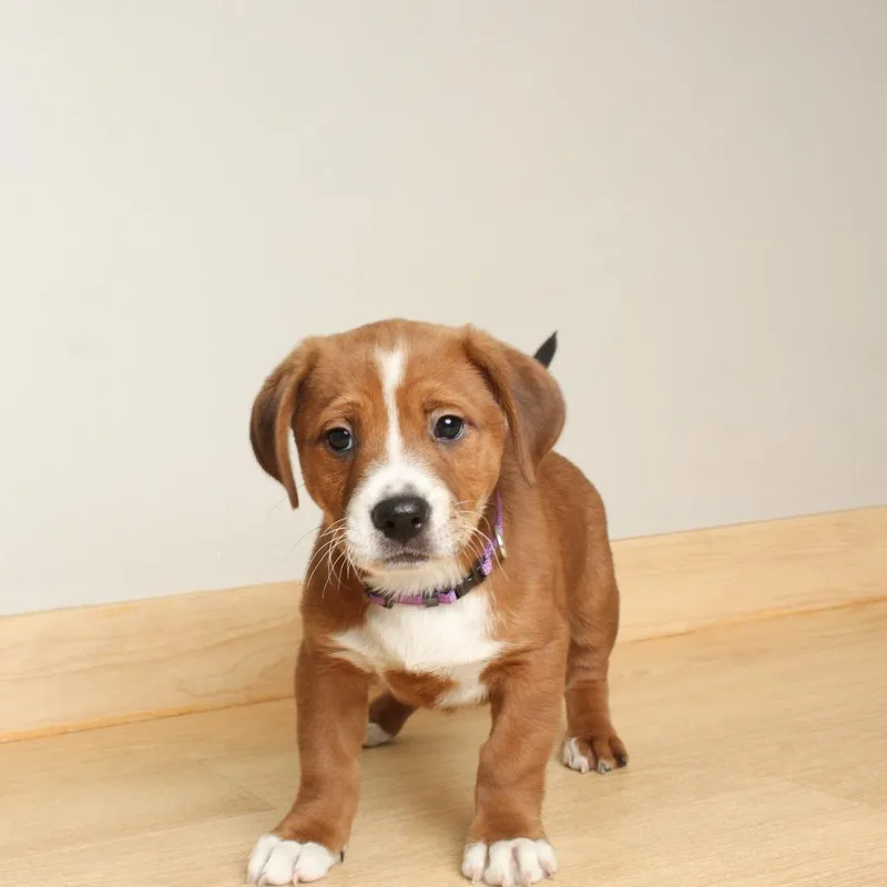 Wiggles D thumbnail 2