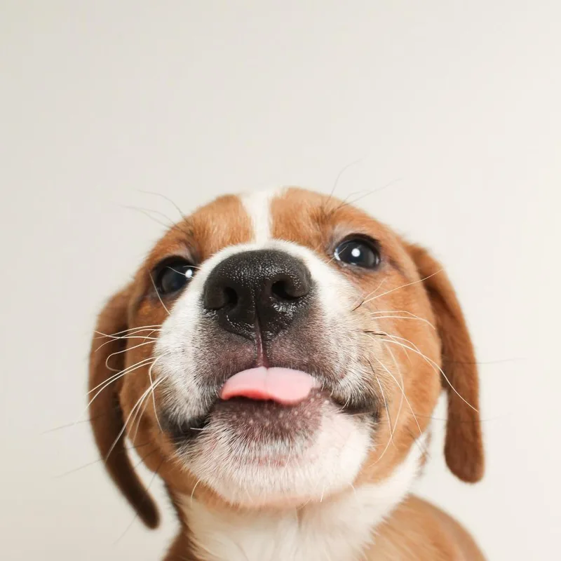 Wiggles D thumbnail 3