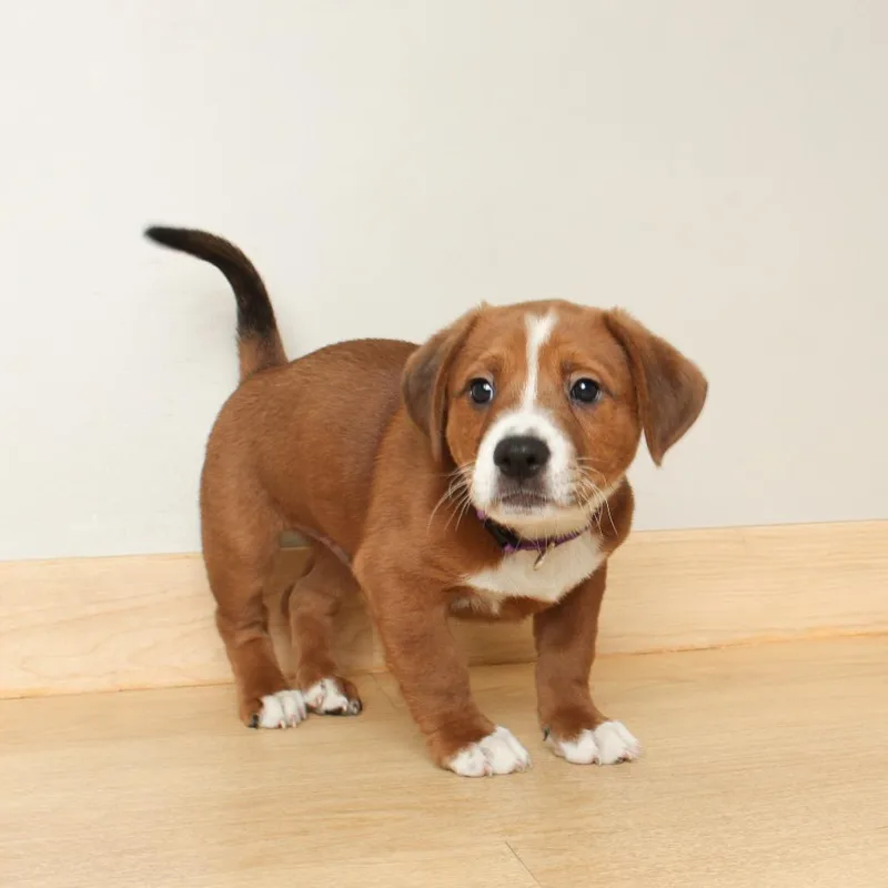 Wiggles D thumbnail 4