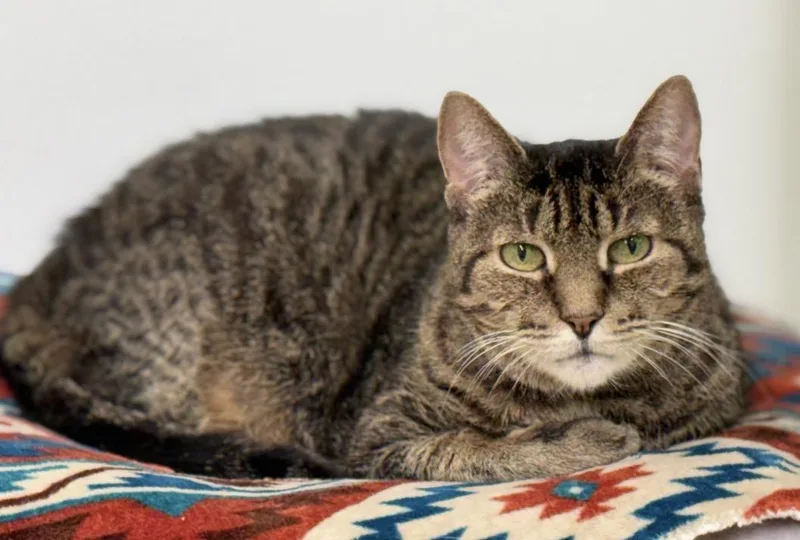 An adult medium-sized female Tabby (Brown / Chocolate) Domestic Short Hair cat named Nala for adoption in Pawleys Island, SC