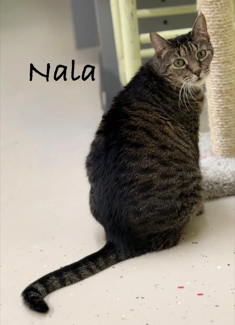 Nala thumbnail 3