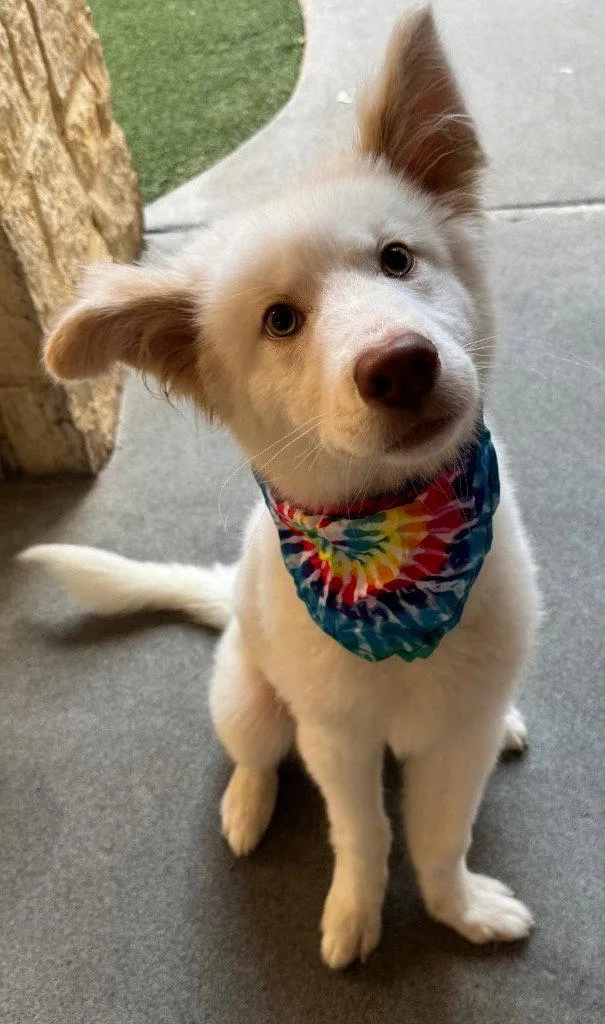 A baby medium-sized male Siberian Husky dog named Olaf for adoption in Bloomfield, CT
