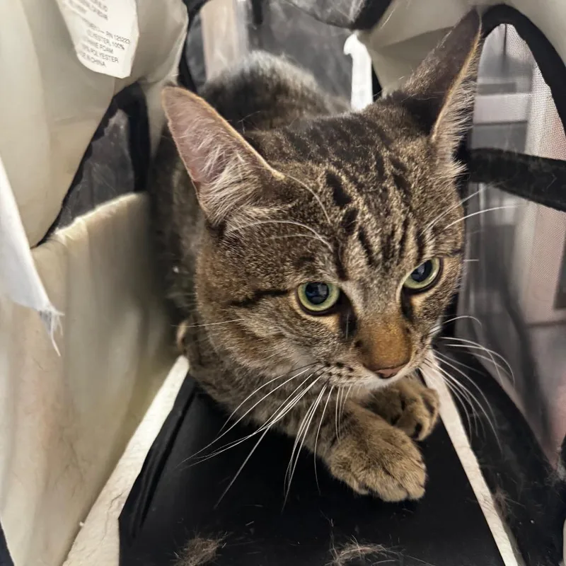 An adult medium-sized male Gray / Blue / Silver Domestic Short Hair cat named HACCStray for adoption in Henderson, NV