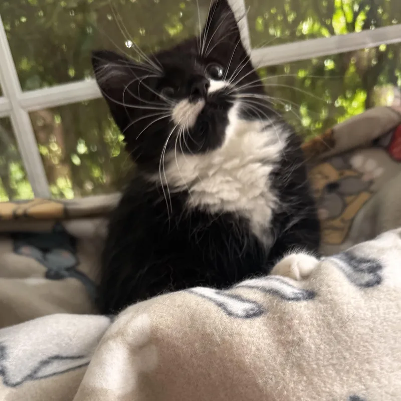 A baby small-sized female Black & White / Tuxedo Domestic Medium Hair cat named Emerald for adoption in East Greenwich, RI