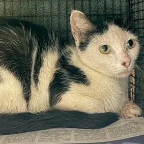 An adult small-sized female Black Domestic Short Hair cat named Loose Change for adoption in Austin, TX
