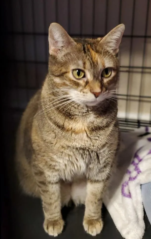 An adult large-sized female Domestic Short Hair cat named Ziri for adoption in O'Fallon, MO