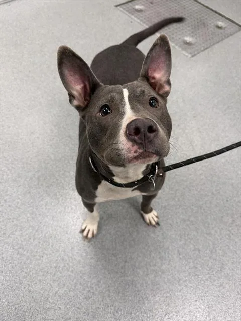 An adult large-sized male Pit Bull Terrier dog named Ruger for adoption in Indianapolis, IN