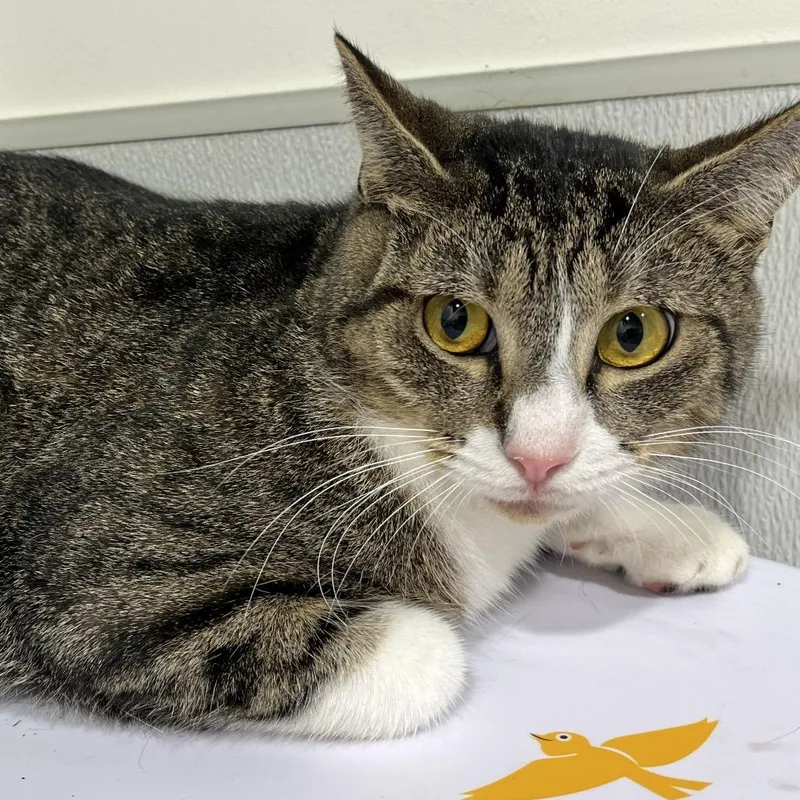 An adult large-sized male Gray / Blue / Silver Domestic Short Hair cat named Rudy for adoption in Clearwater, FL