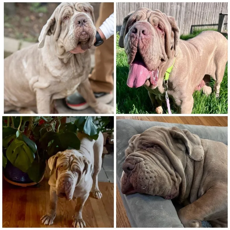 An adult extra large-sized female Neapolitan Mastiff dog named Lylah for adoption in Zionsville, IN