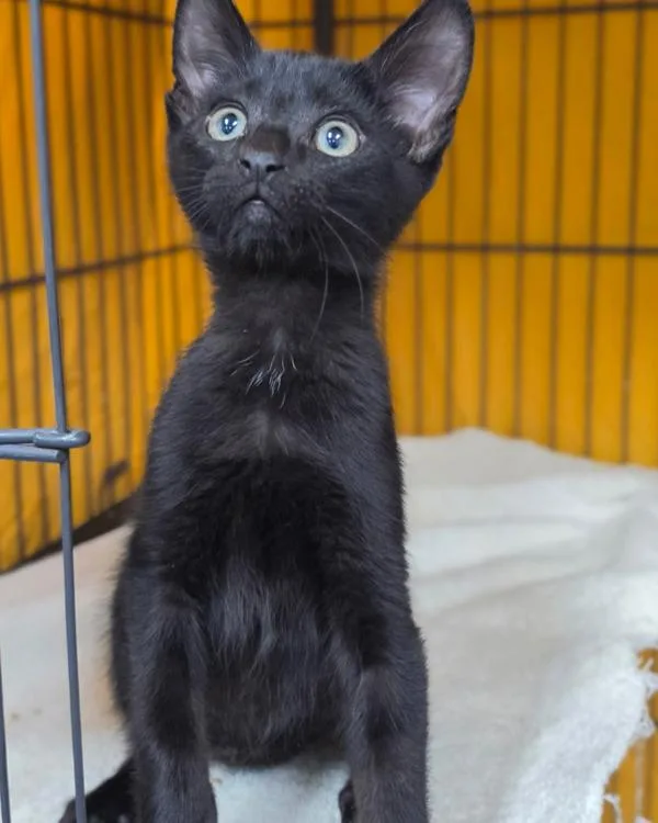 A baby small-sized male Domestic Short Hair cat named Sage for adoption in Novato, CA